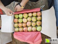 河南内黄西红柿大量上市，欢迎来电咨询选购
