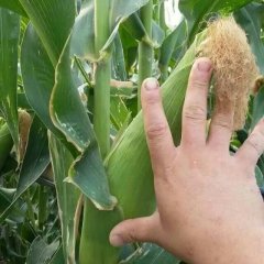 山东主营:京科诺2000.京科诺2008 货源充足