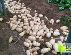 山东邹城本地土豆品种为荷兰系列、丰收系列