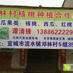 宜城蜜桃 本地美佳毛桃即将大量上市了