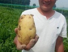 荷兰15土豆儿，现在已经大量上市了