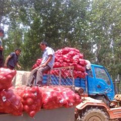 山东惠民洋葱开始上市，我处洋葱果形好