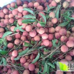 阳西上洋许诺5月白糖罂荔枝