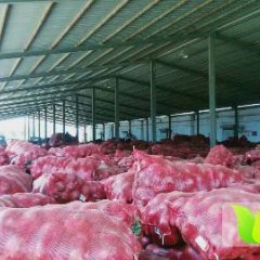 山东东昌府红皮洋葱六一前后大量上市