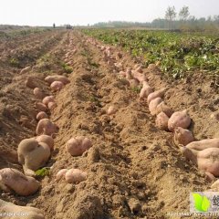 元氏县东城角村常年盛产大量红薯