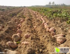 元氏县东城角村常年盛产大量红薯