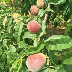 安徽来安中油12号油桃，毛桃都上市喽