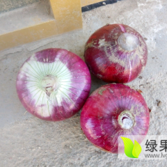 2017安丘红皮洋葱便宜大量供货中