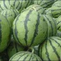 5  6月份西瓜大量上市，求收购商
