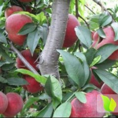 山西临猗仓方早生蜜桃假一赔十