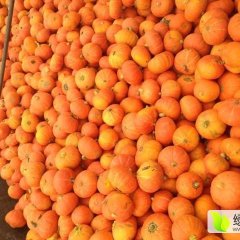 清苑南瓜 华北地区最大的蔬菜基地