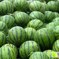 保定市清苑县种植西瓜50余万亩