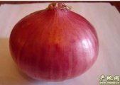 定州洋葱 北平谷村基地洋葱个头大.无畸形