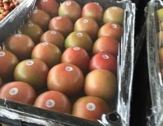 辽宁地区最大的西红柿生产基地