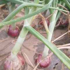 金乡大量代收代存圆葱，欢迎选购