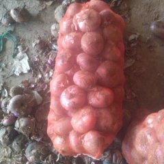 2017金乡洋葱大量代收代存圆葱，欢迎选购