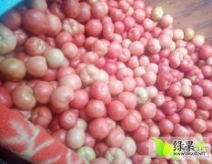 中牟韩寺镇西红柿现在大量上市，皮厚