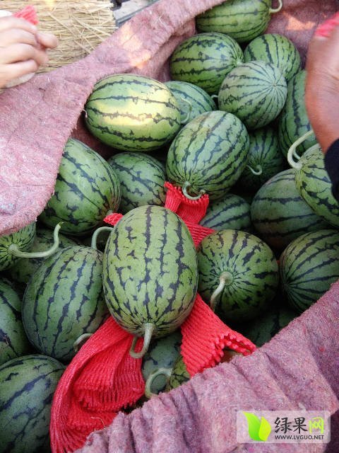 早春红玉价格