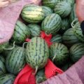 山东寒亭红玉西瓜大量供应，保熟保甜