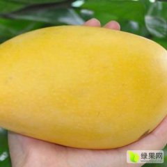 田阳金煌芒芒果 自家果园，天天吃芒果