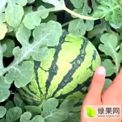 凌海西瓜 本人已经代办了多年