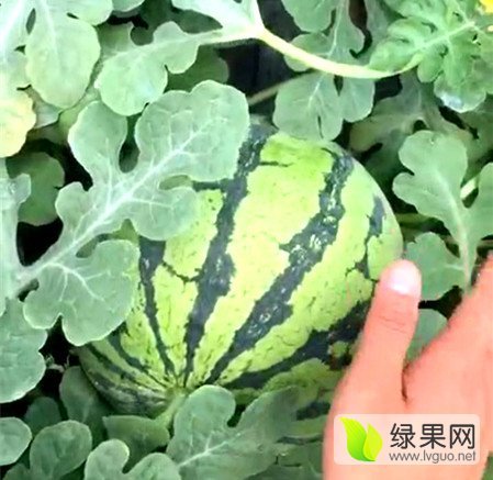 2017年辽宁凌海甜王系列价格