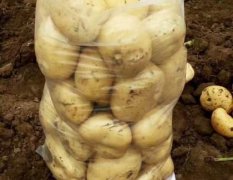 昌黎土豆种植基地大棚，地膜土豆大量上市