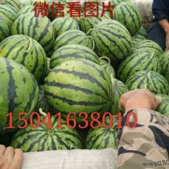 辽宁锦州凌海双星 锦王 863 007西瓜