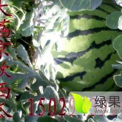 大荔羌白镇 渭北西瓜重县