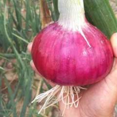 宁陵逻岗耿坤峰5月红皮洋葱