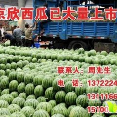 河北保定清苑西瓜现已大量上市