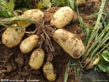 河北定州蔬菜基地大量供应库存土豆