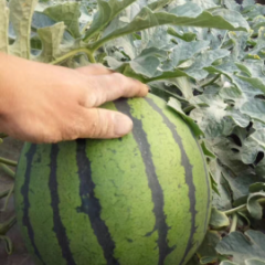 陕西蒲城甜王系列西瓜 包食宿，调车，验货装车