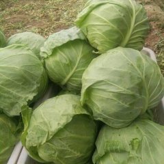 献县五轩家庭农场现有大量农产品上市