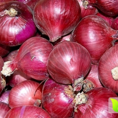 惠民洋葱现已上市 今年面积比去年面积大