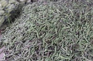 东昌府紫花油豆代办李桂国 豆角价格网
