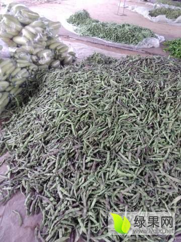 东昌府紫花油豆代办李桂国 豆角价格网