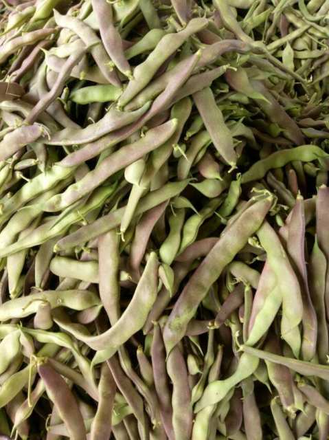 东昌府紫花油豆代办李桂国 豆角价格网