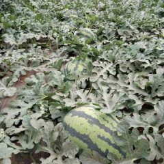 凌海西瓜大量上市