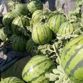2017郯城西瓜 鲁南冷棚西瓜大量上市啦
