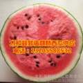 安徽太和麒麟西瓜绿色无公害