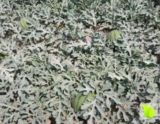 2017睢阳西瓜 气候良好、土地肥沃