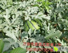 河南省商丘睢阳西瓜大量上市