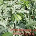 河南省商丘睢阳西瓜大量上市
