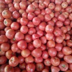 东昌府沙镇刘宪坤5月硬粉西红柿