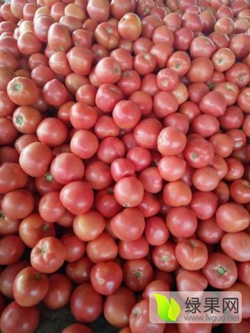 2017年山东东昌府硬粉价格