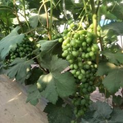 东昌府葡萄 六月底藤稔葡萄