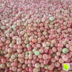 山东东昌府冷暖棚多种蔬菜瓜果运往全国各地