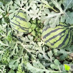 陕西蒲城大棚西瓜口感甜，种植西瓜、甜瓜
