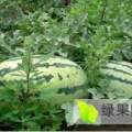 湖北省钟祥市西瓜6月正式上市